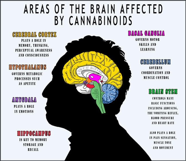 do psychotropic drugs cause brain damage