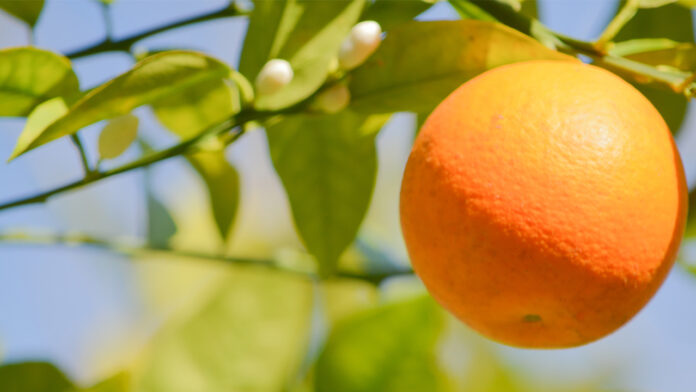 orange county overdose deaths