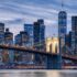 opioid animal sedative New York