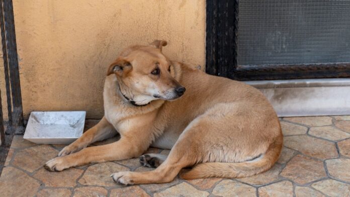 fentanyl skid row animal