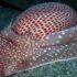 snail venom non-opioid painkiller