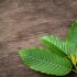 teen kratom use