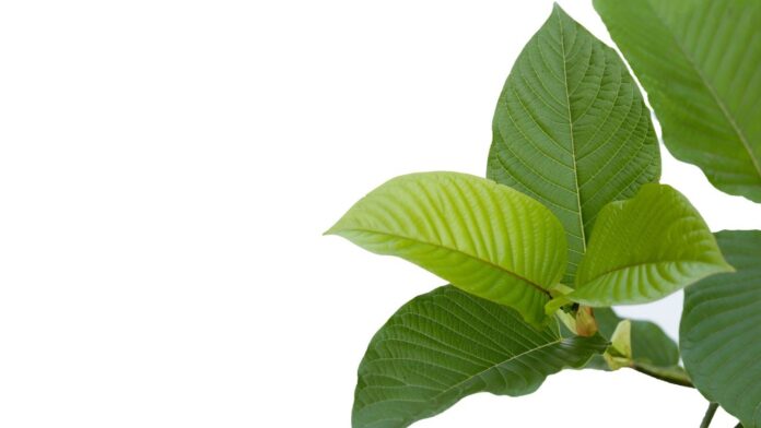 california kratom addiction