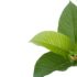 california kratom addiction