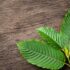 opioid addiction 7-oh kratom