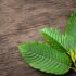 kratom classified opioid