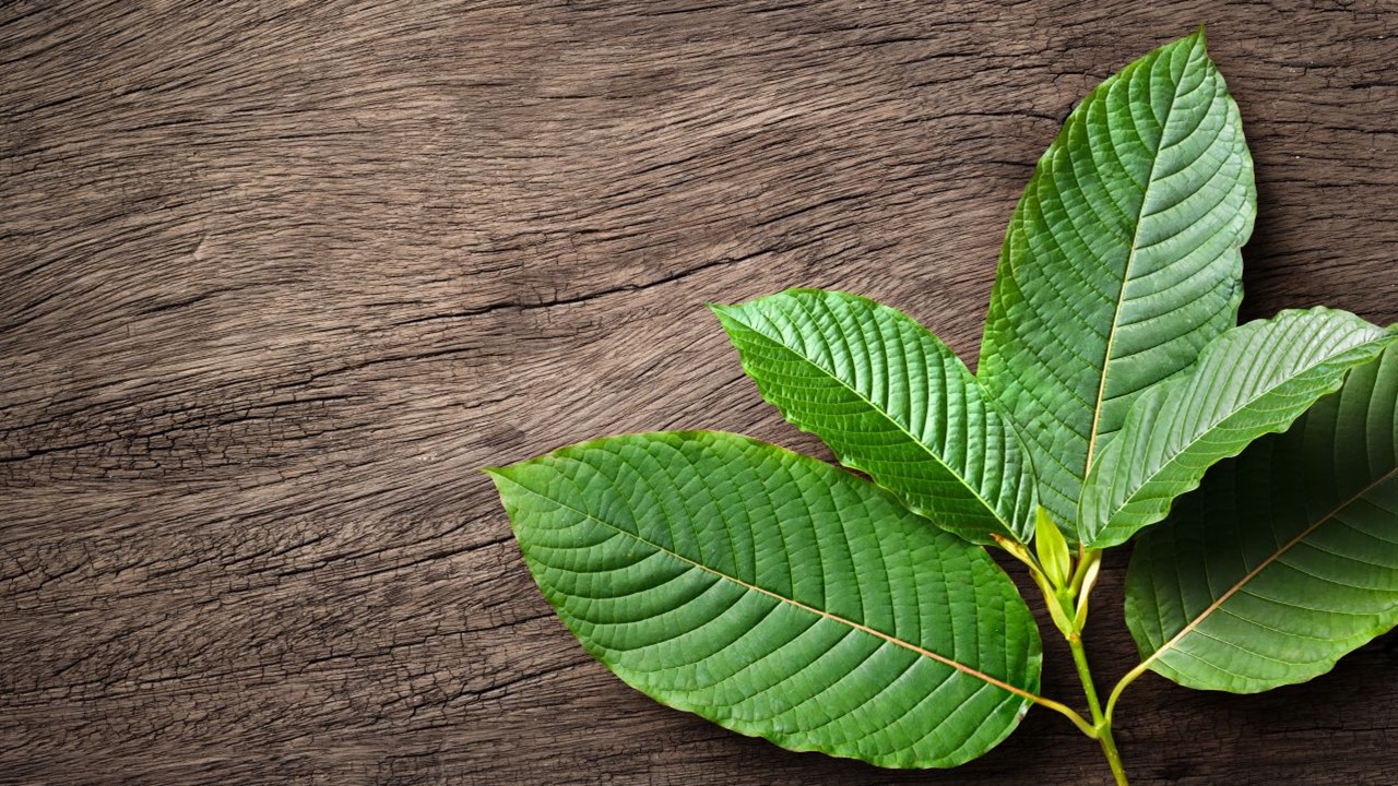 kratom classified opioid