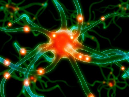 cannabinoid receptors