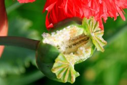 Opium plant