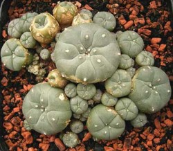 peyote drug names