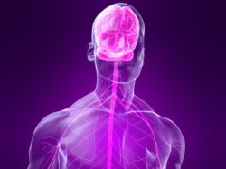 Narcotics Effects on the Nervous System